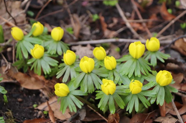 Våren tvekar – men krokus trotsar kylan Våren tvekar – men krokus trotsar kylan
