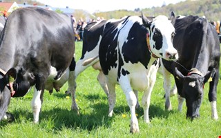 Tusentals biljetter redan bokade till kosl�pp p� g�rden