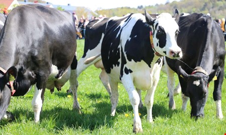 Tusentals biljetter redan bokade till kosl�pp p� g�rden