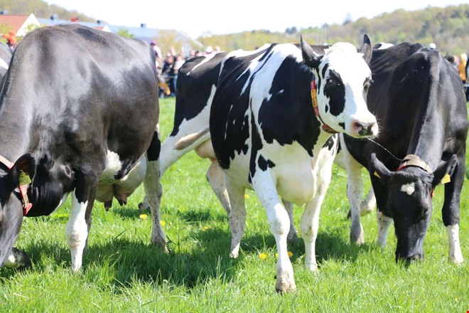 Tusentals biljetter redan bokade till kosl�pp p� g�rden