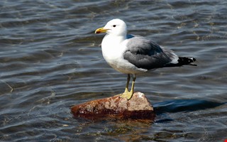 Debatt: Sluta kalla m�sarna aggressiva 