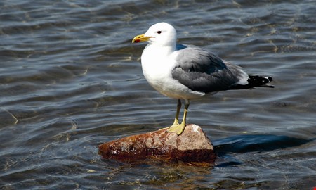 Debatt: Sluta kalla m�sarna aggressiva 