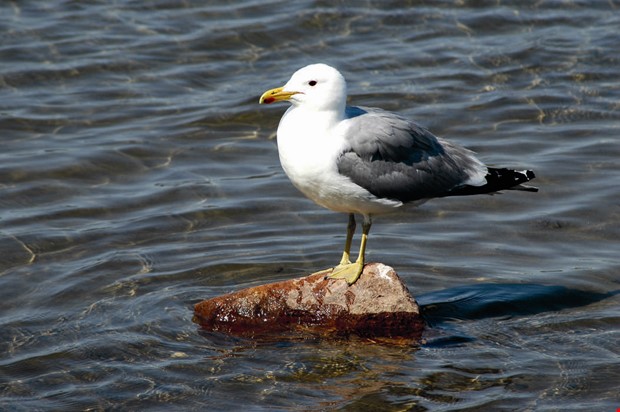 Debatt: Sluta kalla m�sarna aggressiva 