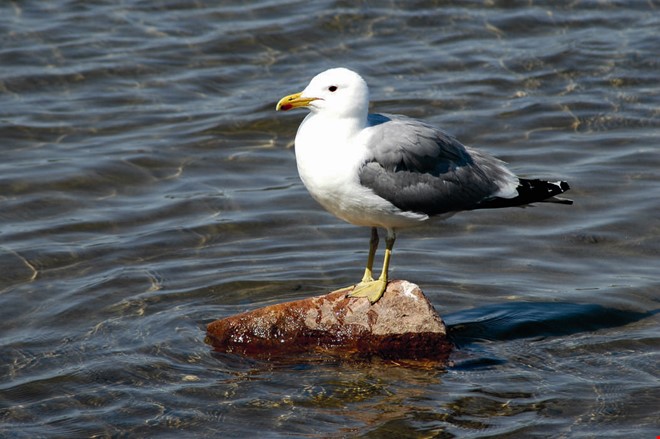 Debatt: Sluta kalla m�sarna aggressiva 
