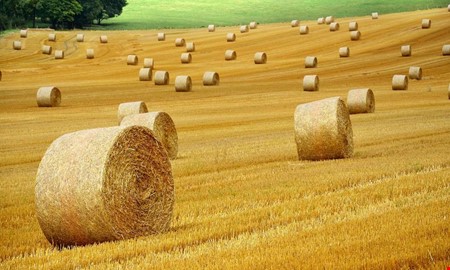 Debatt: S�kra tillg�ngen till insatsvaror f�r lantbruket 