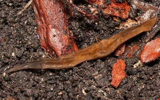 L�vplattmask i v�xter � s� stoppar du spridning