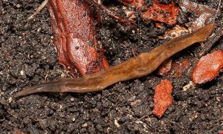 L�vplattmask i v�xter � s� stoppar du spridning