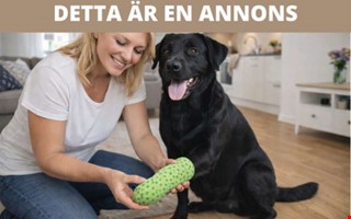 När räcker första hjälpen för din hund och när måste du kontakta veterinär?