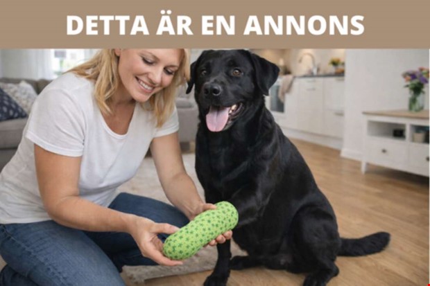 När räcker första hjälpen för din hund och när måste du kontakta veterinär? När räcker första hjälpen för din hund och när måste du kontakta veterinär?