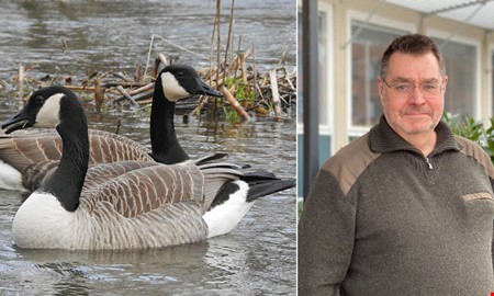 Dyrt f�r lantbrukare med �vervintrande g�ss