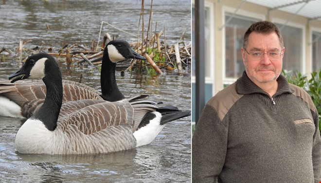 Dyrt f�r lantbrukare med �vervintrande g�ss