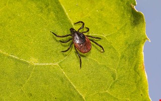 S� m�nga smittades av TBE i Kungsbacka f�rra �ret