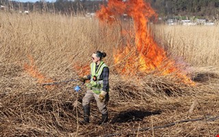 Vassen br�nd: Snart kan kossor beta p� Svinholmen 