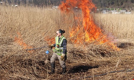 Vassen br�nd: Snart kan kossor beta p� Svinholmen 