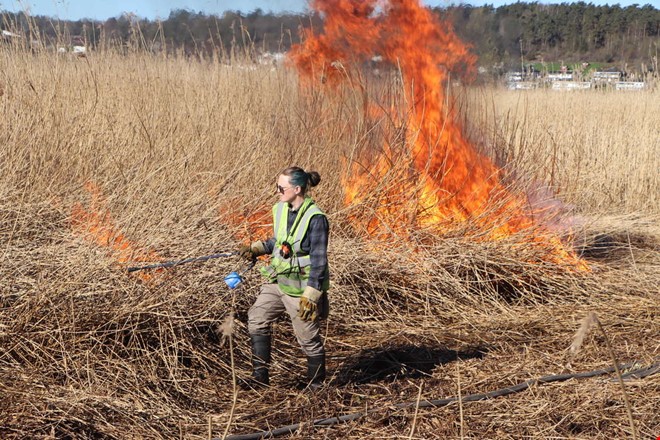 Vassen br�nd: Snart kan kossor beta p� Svinholmen 