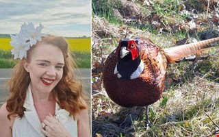 Fasan v�cker uppst�ndelse � har jagat flera personer