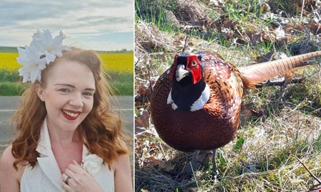 Fasan v�cker uppst�ndelse � har jagat flera personer