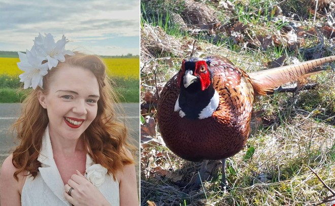 Fasan v�cker uppst�ndelse � har jagat flera personer