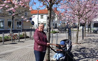 Nu blommar k�rsb�rstr�den i Kungsbacka