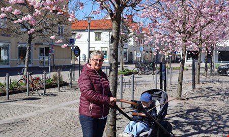 Nu blommar k�rsb�rstr�den i Kungsbacka