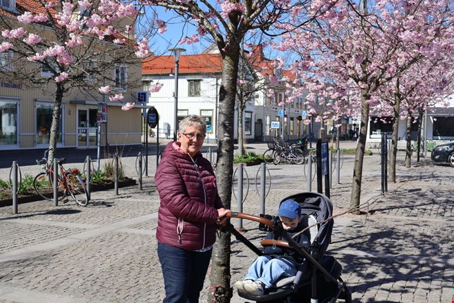 Nu blommar k�rsb�rstr�den i Kungsbacka