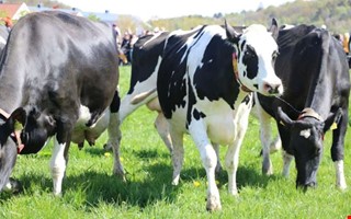 Galet intresse � s� m�nga tusen kommer p� kosl�pp