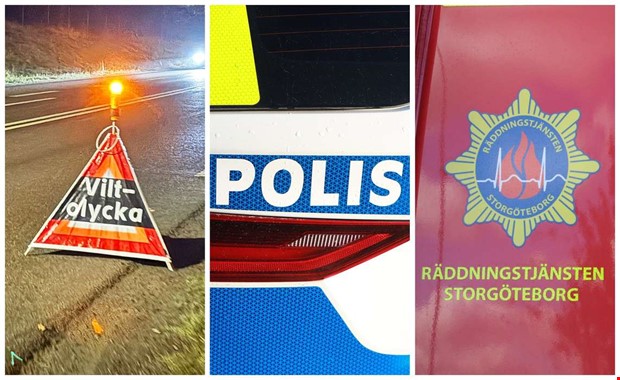 MC krockade med rådjur – jägare kallades in MC krockade med rådjur – jägare kallades in