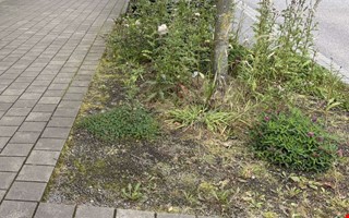 Debatt: Skrämmande vanskötsel 