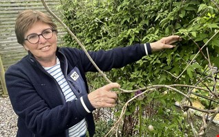 Experten: Därför är det få mördarsniglar nu