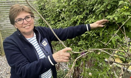 Experten: Därför är det få mördarsniglar nu