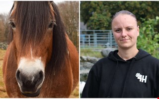Hästen Katla söker kollega – insamling pågår
