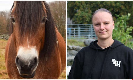 Hästen Katla söker kollega – insamling pågår