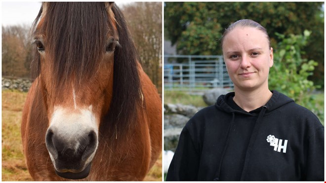 Hästen Katla söker kollega – insamling pågår