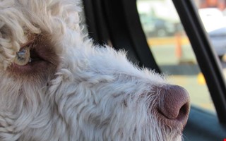 Länsstyrelsen uppmanar: Lämna inte hunden i bilen  