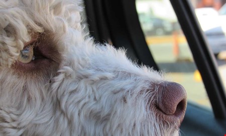 Länsstyrelsen uppmanar: Lämna inte hunden i bilen  