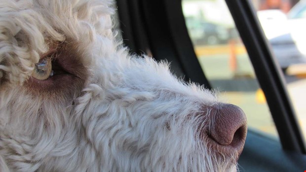 Länsstyrelsen uppmanar: Lämna inte hunden i bilen Länsstyrelsen uppmanar: Lämna inte hunden i bilen