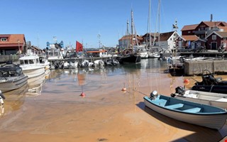 Mareld på västkusten – så är läget i Kungsbacka