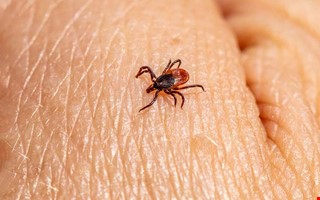 Fästingarna blir fler – risken för smitta ökar