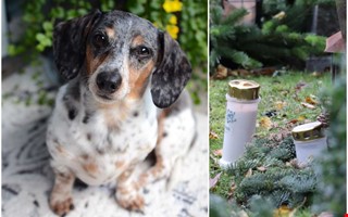 Efter fyra år – här ska djuren kunna begravas i Kungsbacka