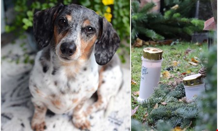 Efter fyra år – här ska djuren kunna begravas i Kungsbacka