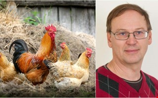 Tupp håller grannen vaken – tillstånd kan nekas