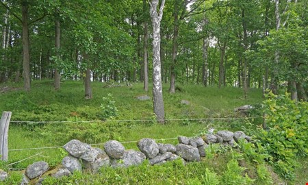 Ovanlig försäljning – nu kan du köpa skog i Kungsbacka 
