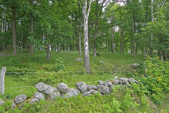 Ovanlig försäljning – nu kan du köpa skog i Kungsbacka 