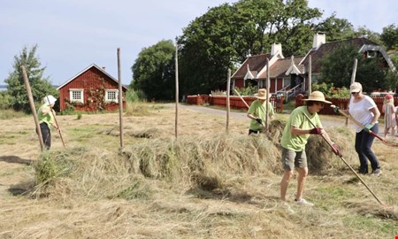 Årliga turistattraktionen – dags för slåtter på Tjolöholm 