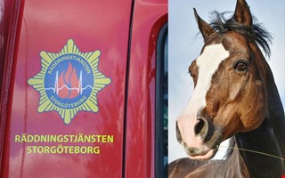 Häst fastnade i kärr – kunde räddas i natt 