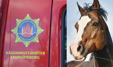 Häst fastnade i kärr – kunde räddas i natt 