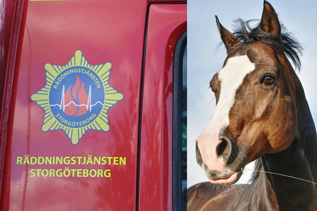 Häst fastnade i kärr – kunde räddas i natt 