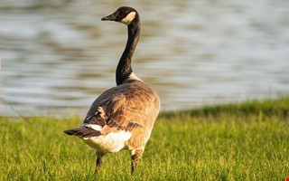 Misstänkt sjuka fåglar samlas in i Kungsbacka 