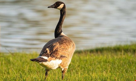 Misstänkt sjuka fåglar samlas in i Kungsbacka 