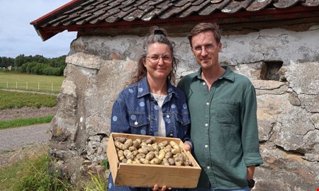 Josefina odlar potatis – precis som mormor på 60-talet